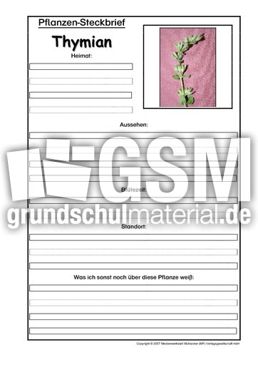 Pflanzensteckbrief-Thymian.pdf